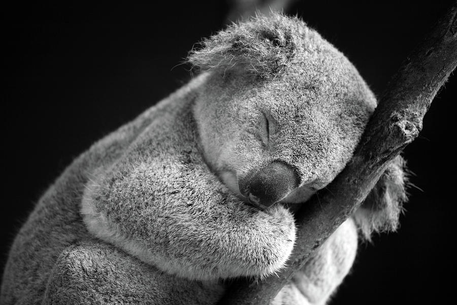 sleeping-koala-david-morgan-mar.jpg